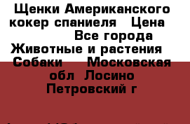 Щенки Американского кокер спаниеля › Цена ­ 15 000 - Все города Животные и растения » Собаки   . Московская обл.,Лосино-Петровский г.